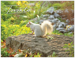 Toronto Wildlife Postcards