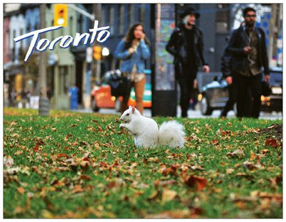 Toronto Wildlife Postcards